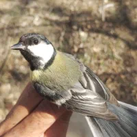 سهره|پرنده|شیراز, گویم|دیوار