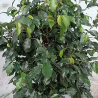 پخش گل ویژه روز مادر آگلونما پتوس|گل مصنوعی|مشهد, حیدرآباد|دیوار