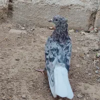 فروش سرور دم سفید نر|پرنده|شیراز, درکی|دیوار