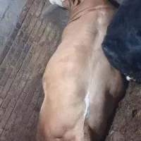 گوساله سمینتال قیمت ۴۵۰