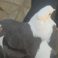 کبوتر سالم شوسی|پرنده|بیرانوند, |دیوار