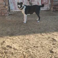 سگ چنبر گله ای به شرط همه چی|سگ|سلفچگان, |دیوار