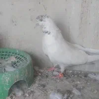 کبوتر پرشیی
