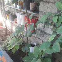 نهال وگل|گل مصنوعی|ایلام, |دیوار