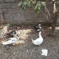 اردک اسراییلی  ۵عدد|حیوانات مزرعه|آستانه اشرفیه, |دیوار