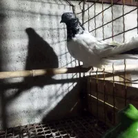 کبوتر کله دم سبز و طوقی نر|پرنده|قائم‌شهر, |دیوار