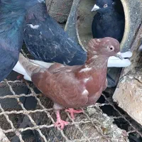 تعداد کبوتر روهمی ...قیمت مناسب|پرنده|بافق, |دیوار