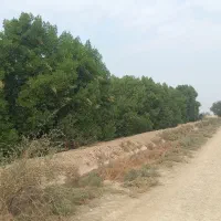 خرید درخت اکالیپتوس ومورد|خدمات باغبانی و درختکاری|بندر امام خمینی, |دیوار