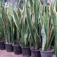 سانسوریا مستقیم از گلخانه قیمت عال ی پطوس گل