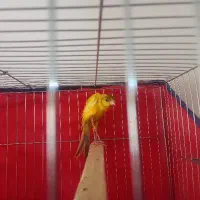 قناری نرجیبر