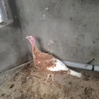 بوقلمون|حیوانات مزرعه|سنندج, |دیوار