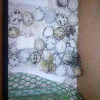 دستگاه جوجه کشی فقط۵۰۰زیر قیمت