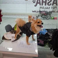 سگ پامرانین روباهی