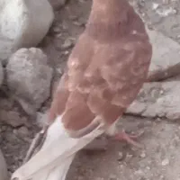 کبوتر|پرنده|جیرفت, |دیوار