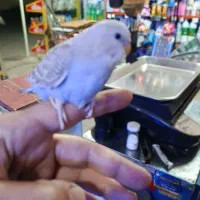 مرغ عشق جوان|پرنده|رودسر, |دیوار