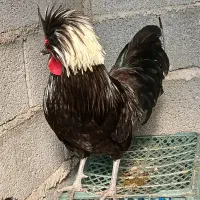 فروش مرغ و خروس لهستانی بسیار زیبا