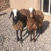 ۲ راس بره ماده یکی افشار وشالی اصل