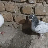 کبوتر تهرانی زور دار|پرنده|قصرشیرین, |دیوار