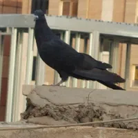 غلاق غلاغ قلاق دمگیر مور|پرنده|اصفهان, گلستان|دیوار
