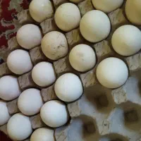 تخم مرغ محلی دانه ایی 26 تومان