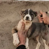 توله سگ سرابی اصل