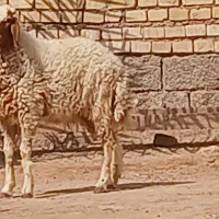 گوسفند بره