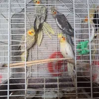 طوطی عروس ۵عدد