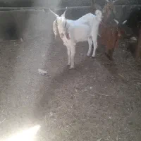 بزغاله ماده پاکستانی