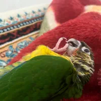 گیرینچیک دستی