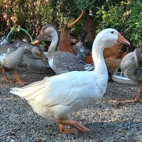 فروش غاز و اردک روسی