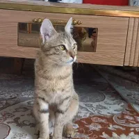 واگزاری گربه ی آروم