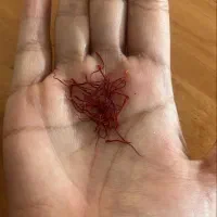 زعفران قائنات  پازسالی و امسالی