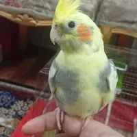 عروس هلندی