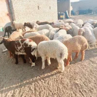 بره نر بزرگ و تمیز