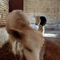 گاو گوساله ماده