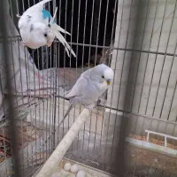 ۷تا مرغ عشق|پرنده|اصفهان, کوی امام|دیوار