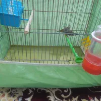 یک جفت فنچ|پرنده|نجفآباد, جوزدان|دیوار