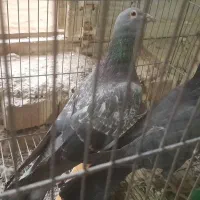 ی جف نامور|پرنده|همدان, |دیوار