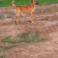 سگ. گوسفندی