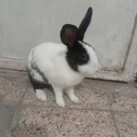 خرگوش سالم