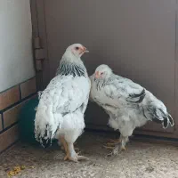 جوجه برهما رومانیایی پاه پر