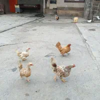 مرغ وخروس جاپنیز همراه  5 تا جوجه سر نشده|حیوانات مزرعه|ملایر, |دیوار