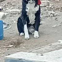 واگذاری نر ۹ ماه|سگ|داران, |دیوار