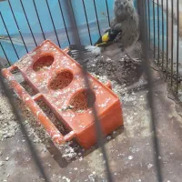 سهره دهبکری|پرنده|جیرفت, |دیوار