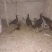 مرغ و خروس لاری اصیل وارداتی و اوشامو