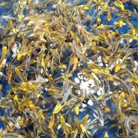 مجموعه کامل تکثیر پرورش و فروش ماهی کوی|ماهی|کرمان, |دیوار