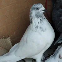 کفتر|پرنده|داورزن, |دیوار