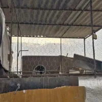 گنجه مرغ و کبوتر