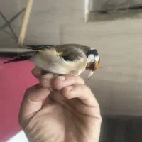 سهره نر|پرنده|اسلام‌شهر, شهرک انبیا|دیوار
