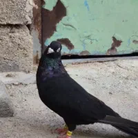 کبوتر|پرنده|بندر ماهشهر, |دیوار